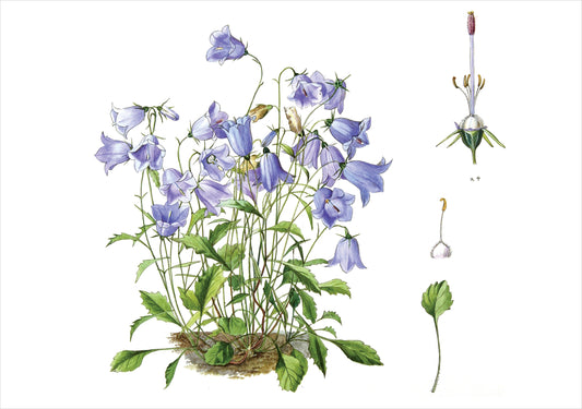 Lilian Snelling: Campanula valdensis Notecard_Front_Flat