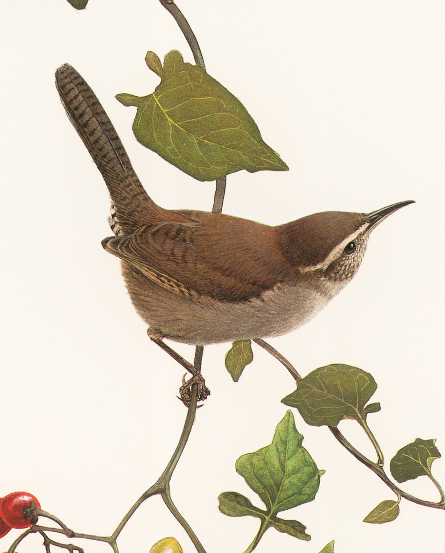 J. Fenwick Lansdowne: Bewick’s Wren Bookmark_Zoom