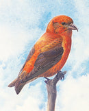 J. Fenwick Lansdowne: Red Crossbill Bookmark_Zoom