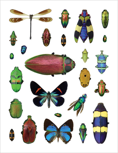 Christopher Marley's Incredible Insects Sticker Book_Interior_1