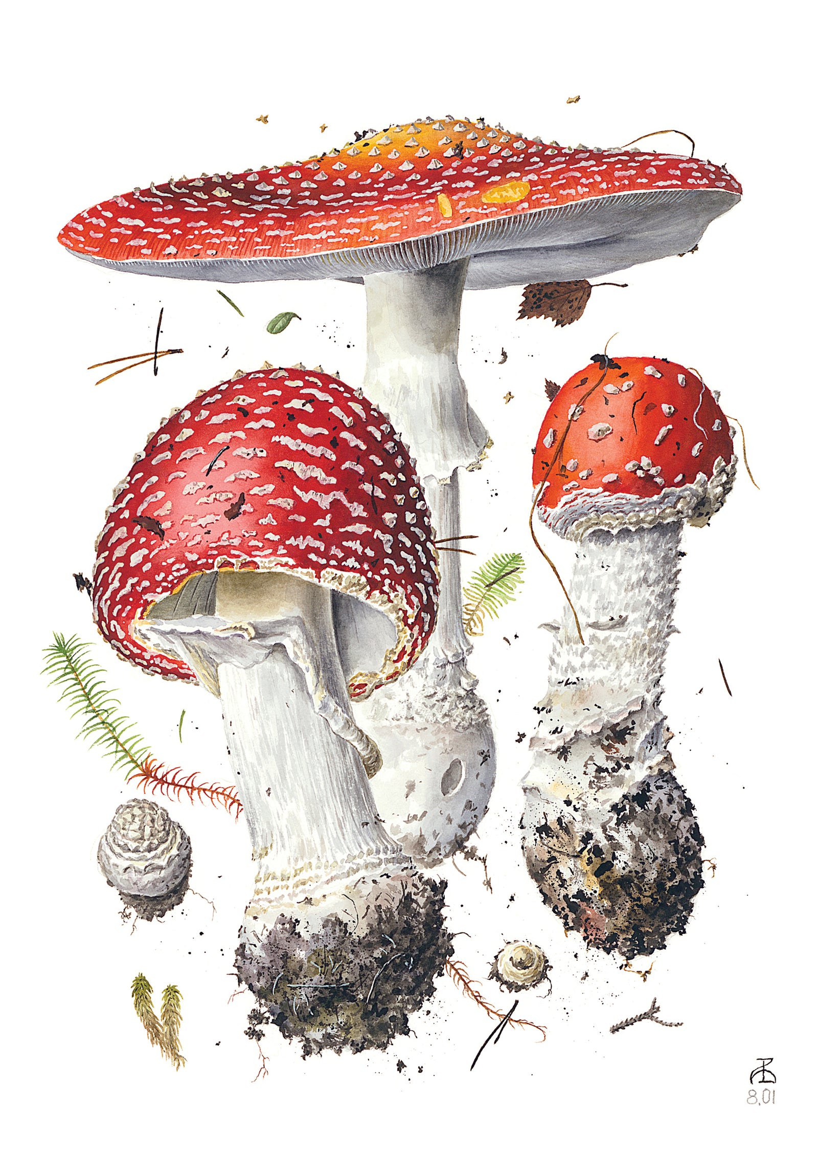 Mushrooms: Alexander Viazmensky Boxed Notecard Assortment_Interior_1