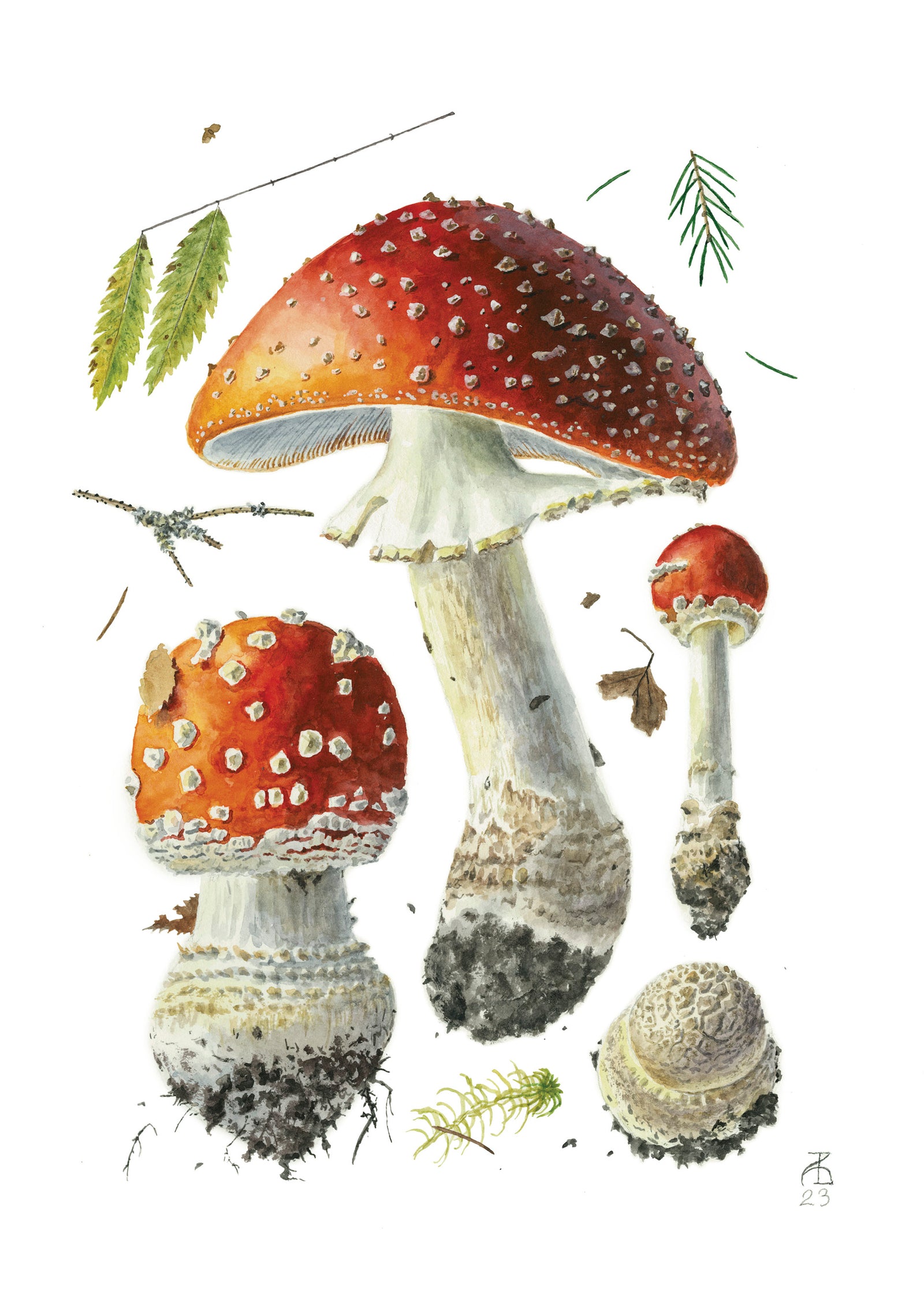 Alexander Viazmensky: Amanita muscaria Notecard_Front_Flat