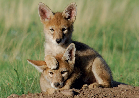 Coyote Pups Notecard_Front_Flat