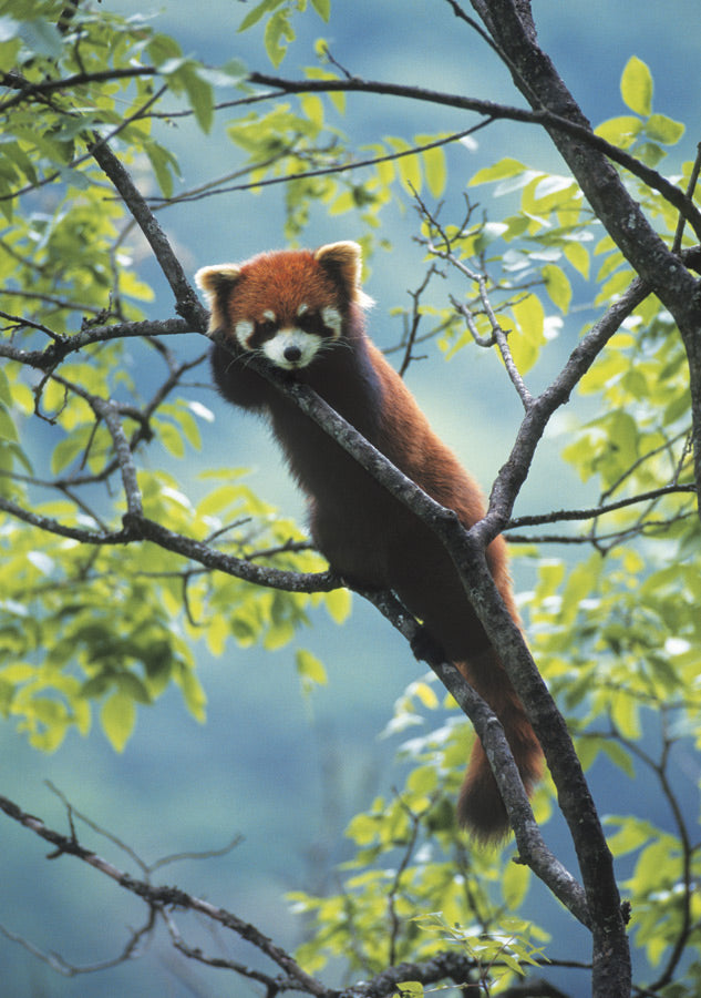 Red Panda Notecard_Front_Flat