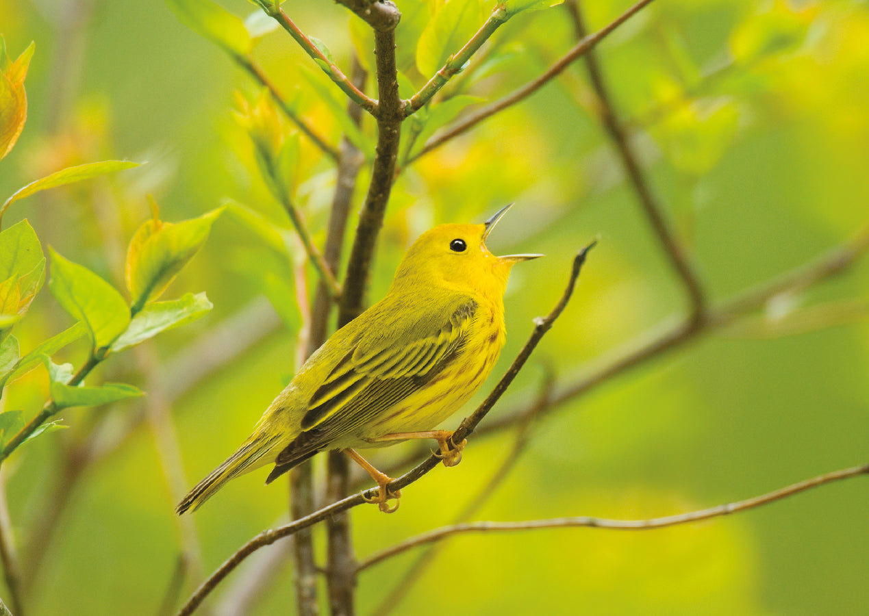 Yellow Warbler Notecard_Front_Flat