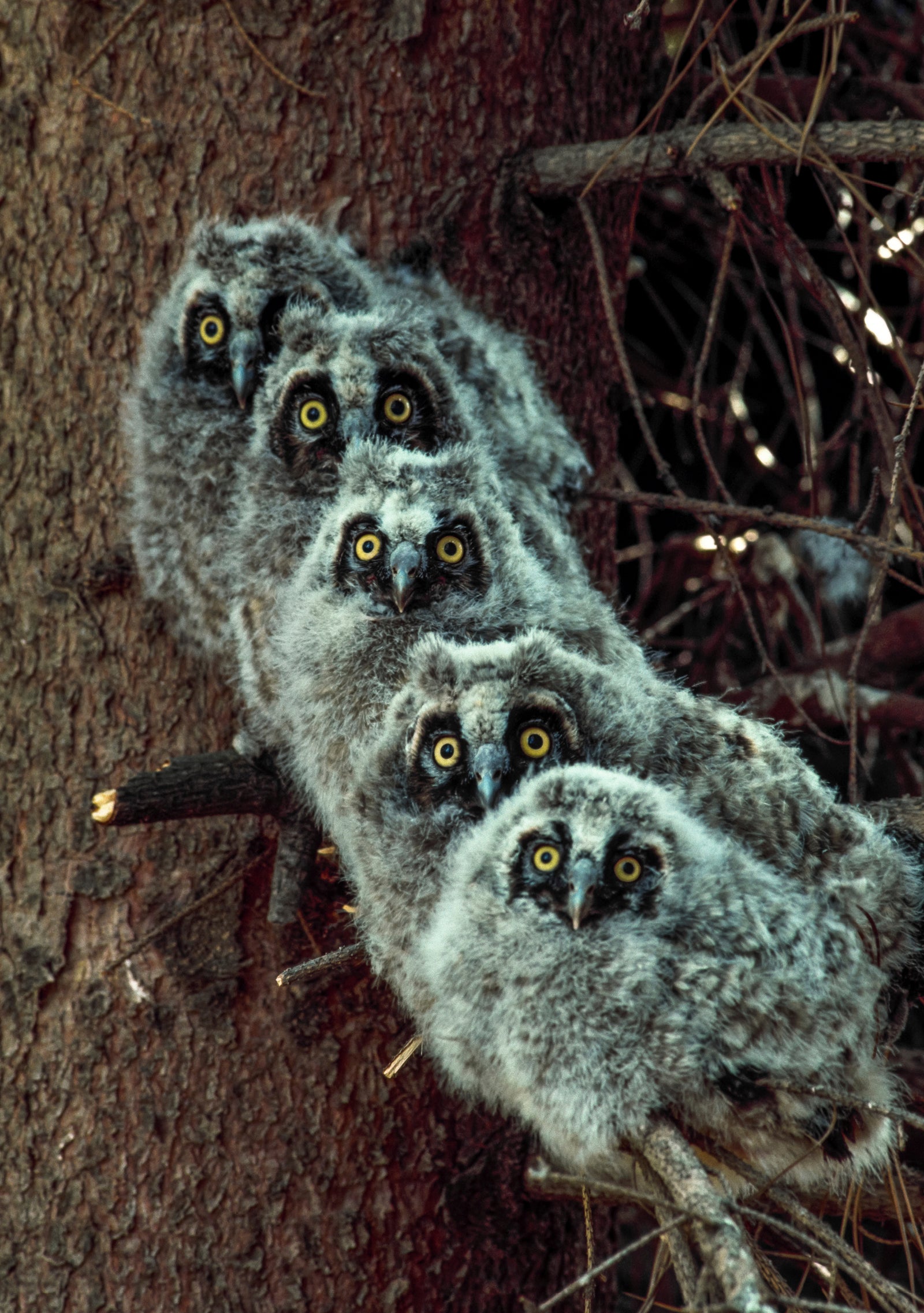 Long-Eared Owlets Notecard_Front_Flat