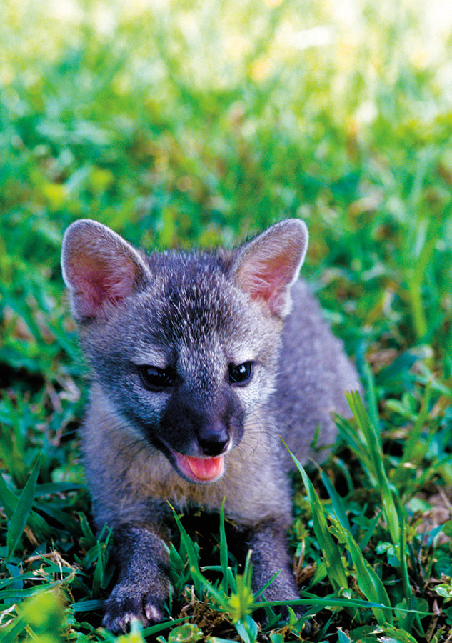 baby gray fox animal